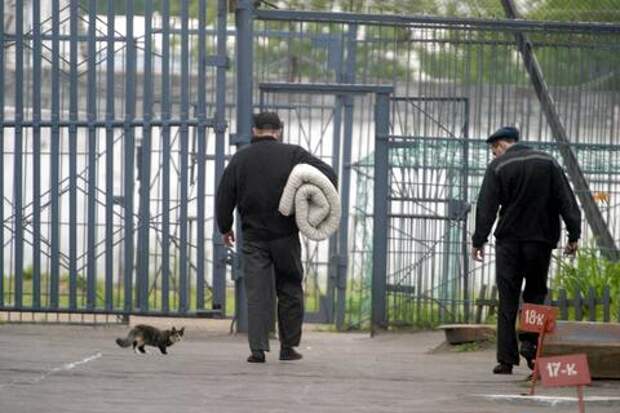 Жителя Краснодарского края приговорили к 10 годам за вербовку к террористам