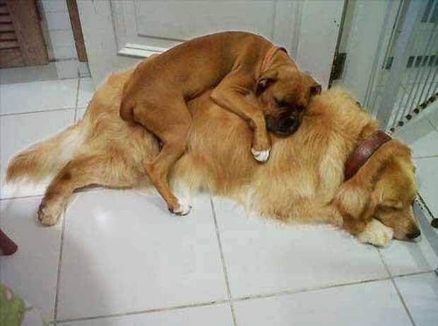Всё кошки да кошки, а как же собаки