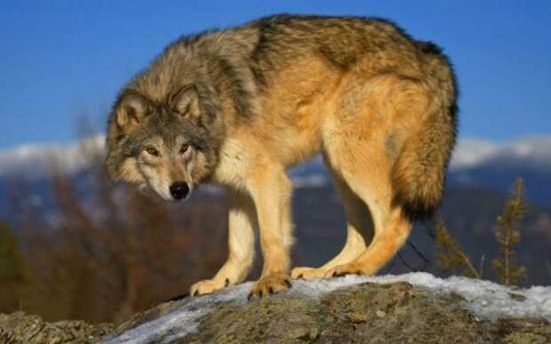 Рыжий волк вымирание, животные, факты