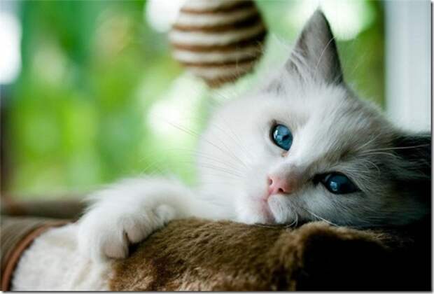 Multi-colored_eyes_of_ cats_10_(funnypagenet.com)