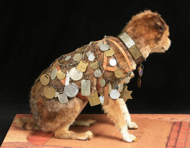 Недавно была проведена реставрация чучела знаменитой собаки. / Фото: Wikimedia Commons