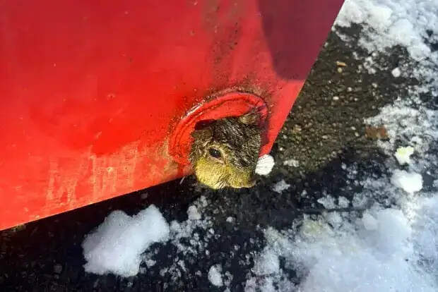 В США пожарные спасли жирную белку, застрявшую в мусорном контейнере