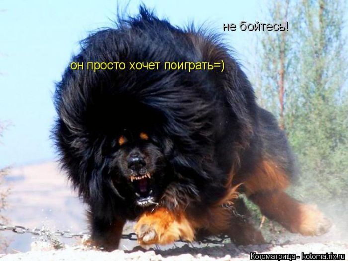 Лучшие котоматрицы недели (50 фото)
