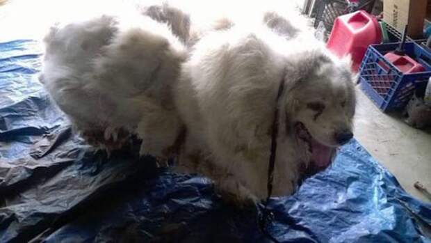 После чудесного спасения с этой собаки сбрили 16 кг шерсти. Посмотрите, как она выглядит теперь!