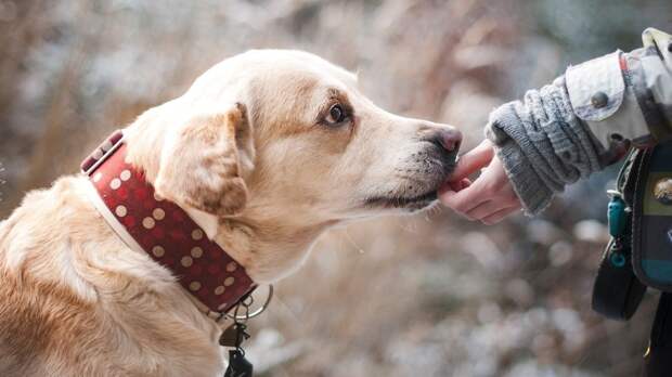 Жители Красноярска запустили челлендж по уборке за своими собаками на улице