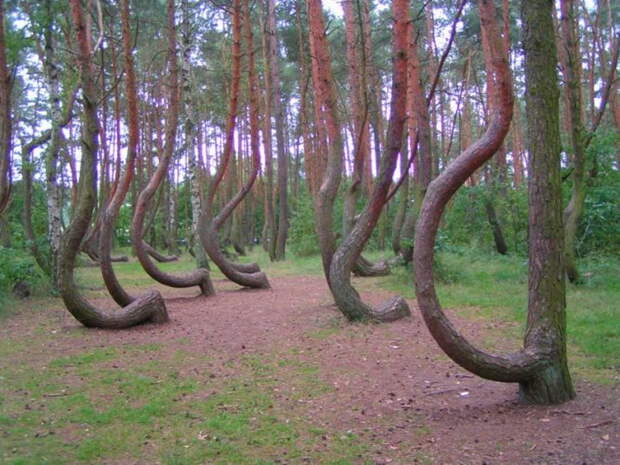 Кривой лес (2)