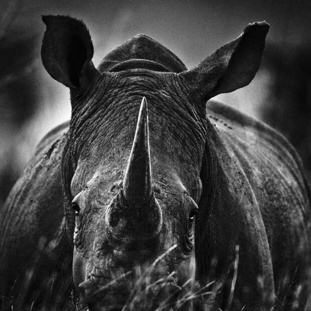 черно белые фотографии африканской дикой природы (17)