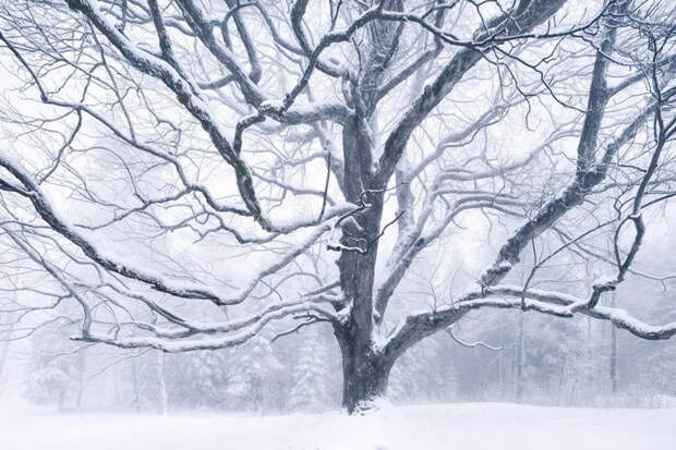 Настоящая зима в пейзажных снимках Kilian Schoenberger