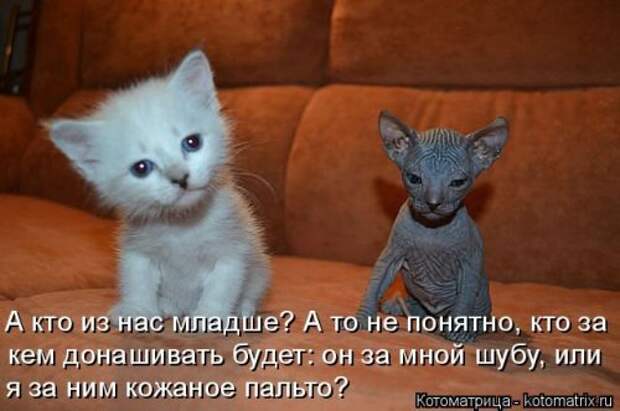 Новая котоматрица (37 шт)