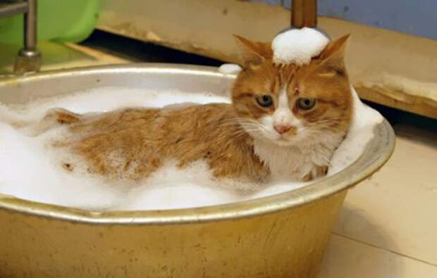 Неправильные коты  вода, кот