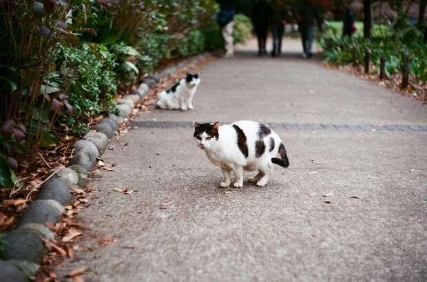 Очень колоритные уличные коты братья наши меньшие, город, кот, кошка, уличные животные, уличные кошки, эстетика