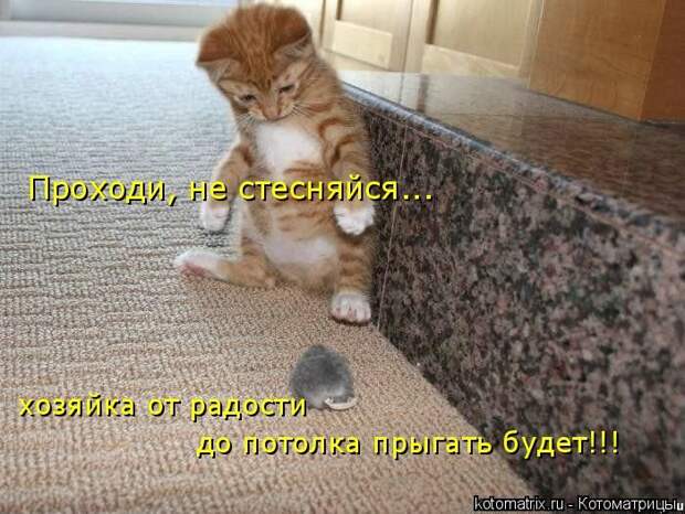 Лучшие котоматрицы недели (50 фото)