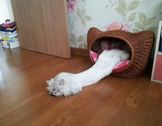 10 фото кошек, которые нарушили законы физики