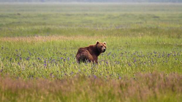На Камчатке заявили об отсутствии разрешений на охоту у убивших медведей