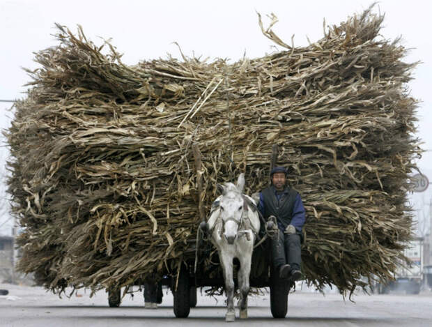 Несчастная лошадка.