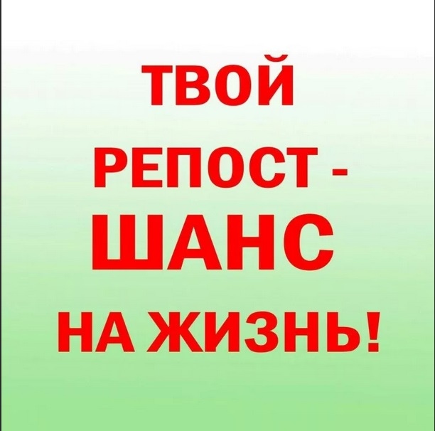 Нет благодарнее животного, чем то, что спасено от несчастной бездомной жизни. Эти малыши нуждаются в спасении!