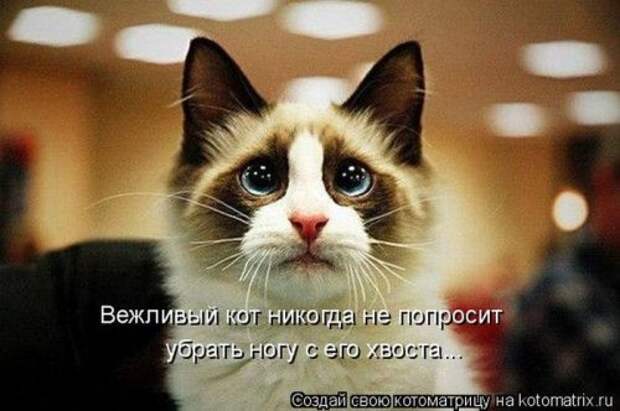 Лучшие котоматрицы недели, 35 шт.