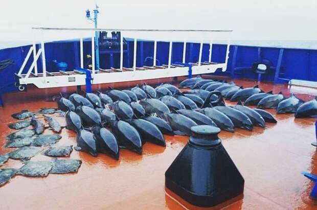 46 дельфинов погибли в рыболовных сетях в Крыму Бессовестные, Браконьеры, жадные, жестокость, любите природу