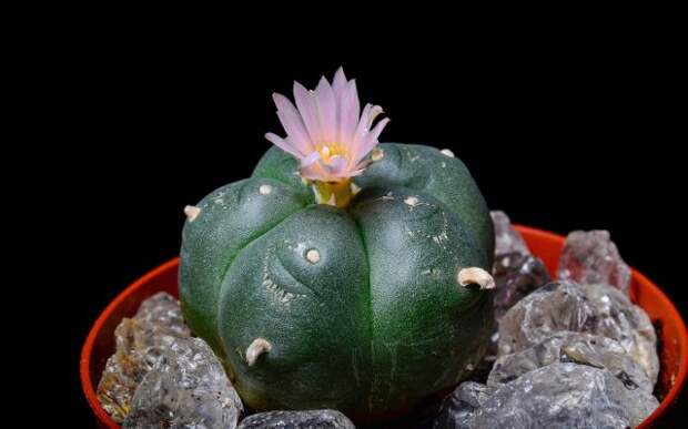 Lophophora williamsii