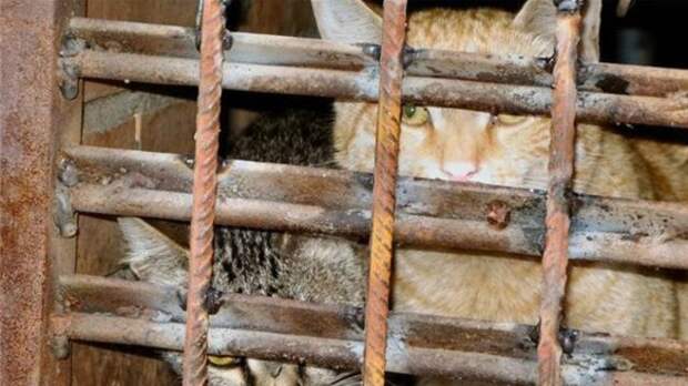 Поддержите петицию против замуровывания кошек в подвалах. Каждый ваш голос так важен.