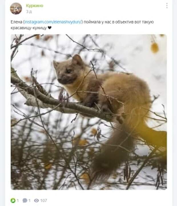 В объектив фотографа из Куркина попала куница