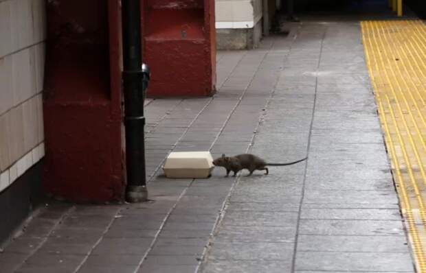 Нью-Йорк заполонили огромные орды гигантских крыс