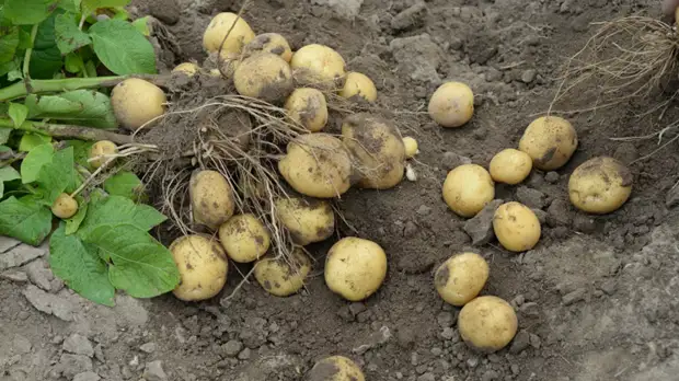 В Картофельном союзе оценили ситуацию с урожаем