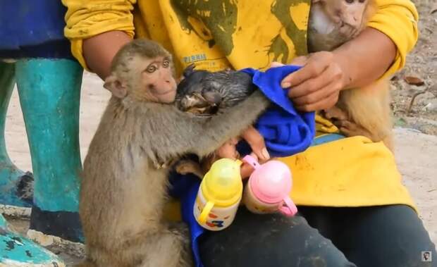 Видео: Как обезьяны и дети объединились, чтобы спасти котенка, упавшего в колодец