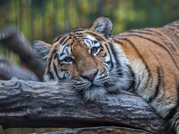 Амурский тигр - я 2.jpg