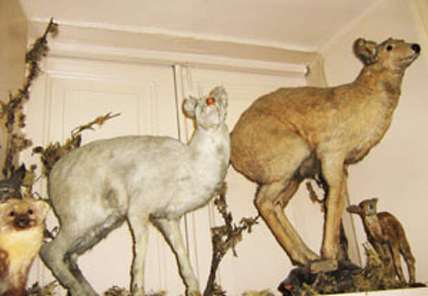 Шкуру белой кабарги охотник передал музею ИСХА.