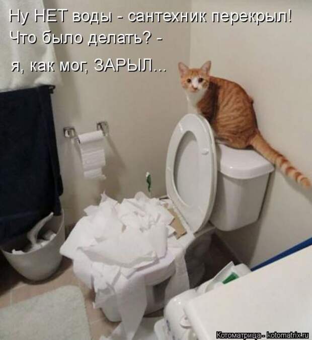 Лучшие котоматрицы недели (50 фото)