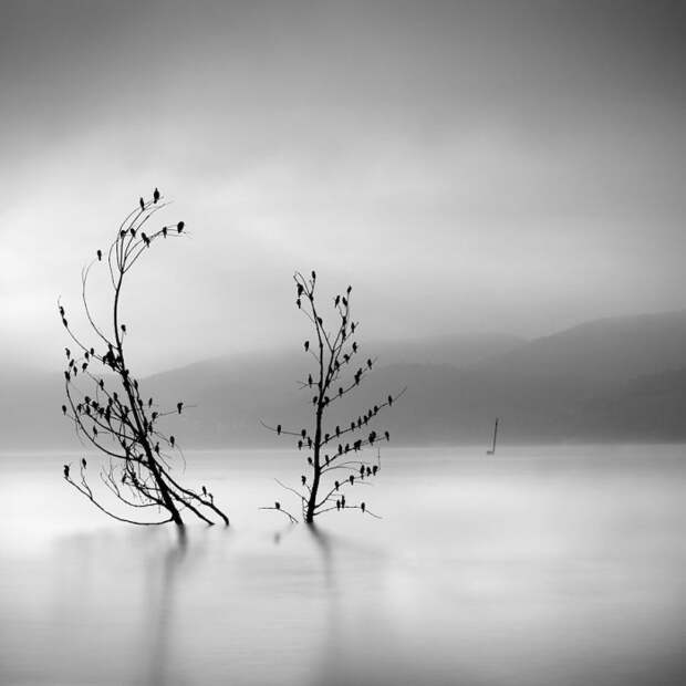 Птицы в тумане. Автор: George Digalakis.