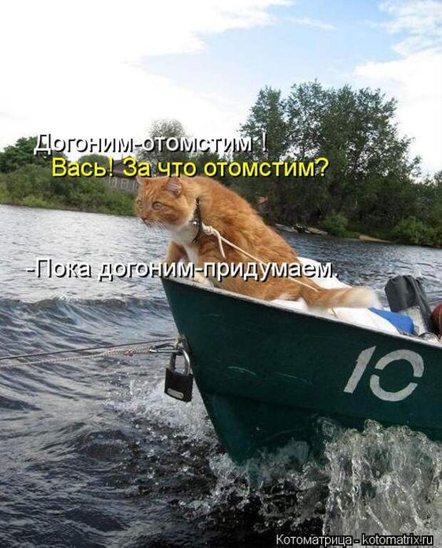 Котоматрицы (картинки с надписями)