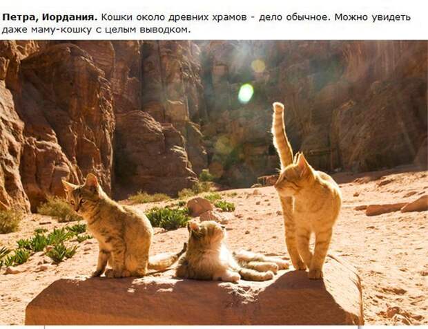 Города котиков (28 фото)