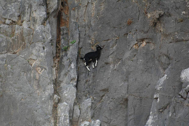 Козлы, которым не ведома боязнь высоты crazygoats14 Козлы, которым не ведома боязнь высоты