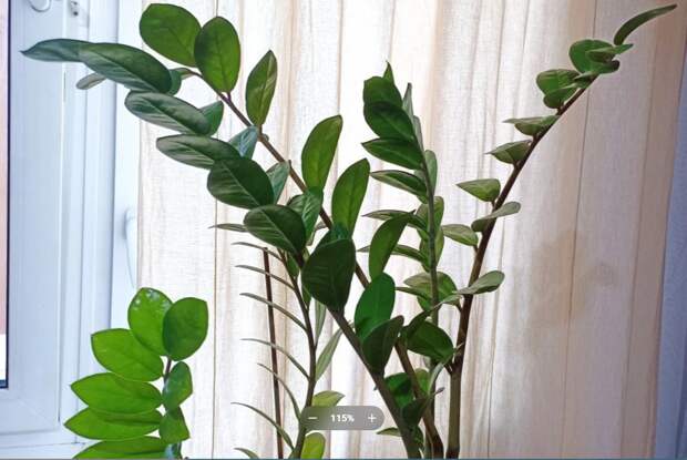 Цветовод Лежнина назвала основные ошибки при уходе за комнатными растения