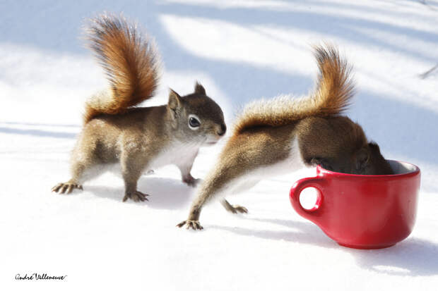 Фотография забавная жизнь белок Andre Villeneuve Фотография забавная жизнь белок Andre Villeneuve