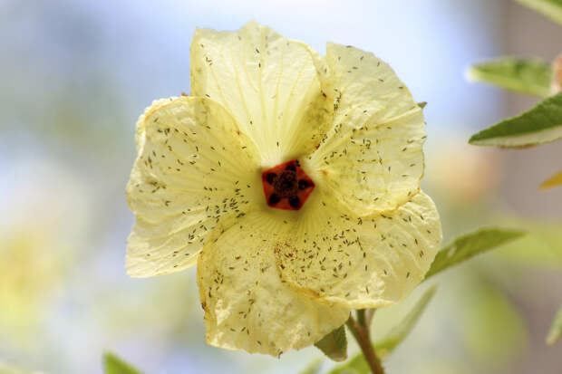 Трипсы на комнатных растениях: как выглядят, как с ними бороться. Лечение и профилактика