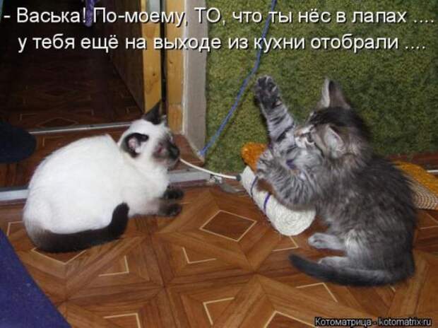 Котоматрицы(картинки с надписями)