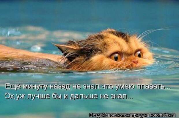 Котоматрицы