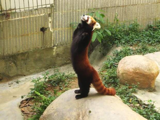 Малая панда рыжая. Рыжая панда в Московском зоопарке