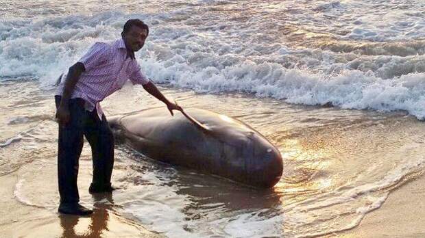 Жители Шри-Ланки спасли 20 китов, прибитых к берегу из-за циклона животные, спасение китов, шри-ланка