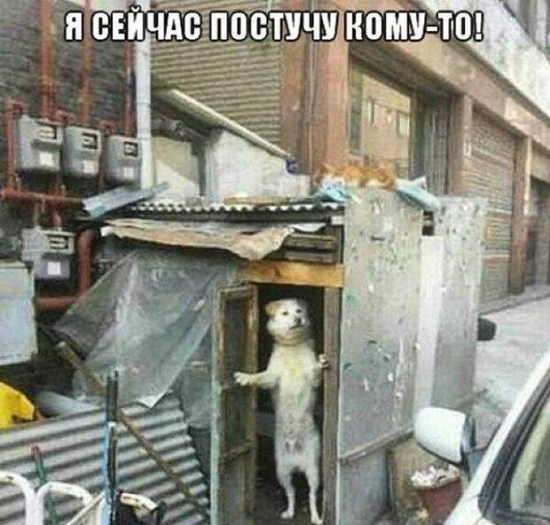 Картинки со смешными подписями