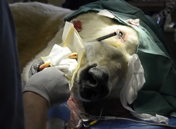 Как у Бориса прошел поход к ветеринару