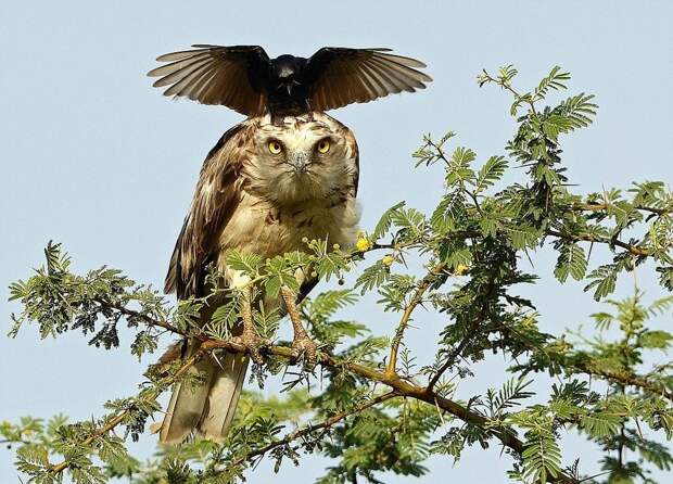 ворона и орел