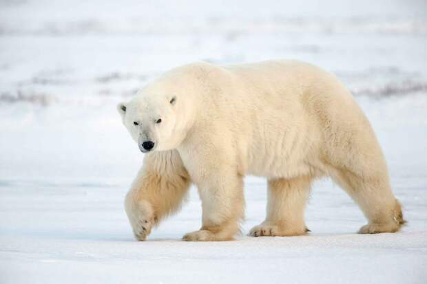 Белый медведь - крупный хищник планеты