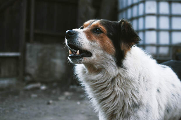 Депутат Бурматов назвал безответственной идею отправлять бездомных собак на СВО