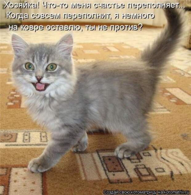 Пятничная котоматрица