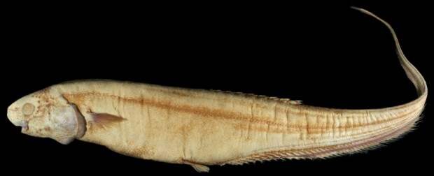 Обезьяний угорь или сименхел (лат. Simenchelys parasitica) (англ. Snubnosed eel) 