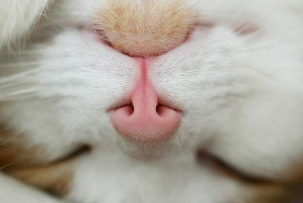 8. домашние животные, животные, коты, кошки, морда, нос, носики, фото кошек